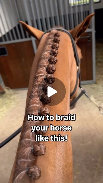 a horse with braids on it's back