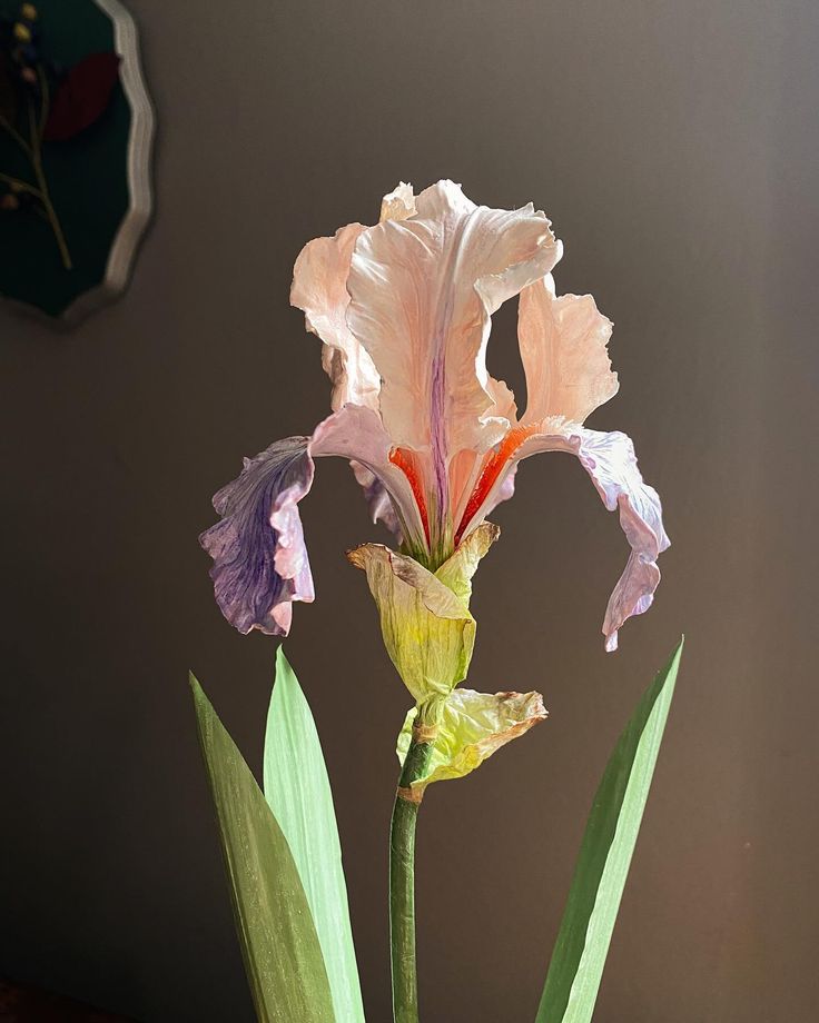 a pink and purple flower sitting in a vase