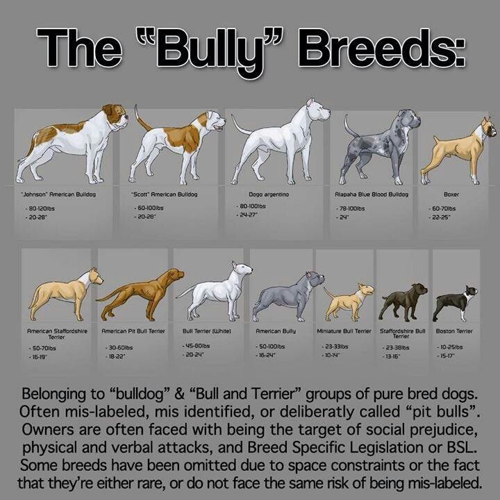 an image of the different breeds of dogs