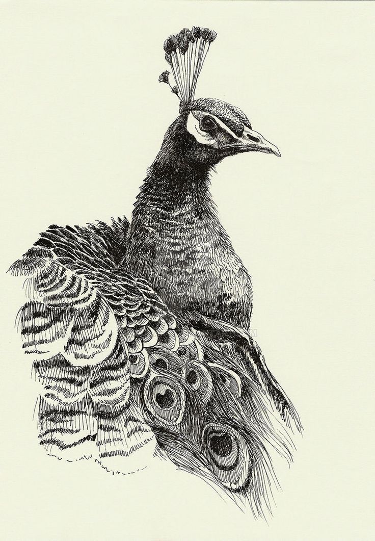 a black and white drawing of a peacock