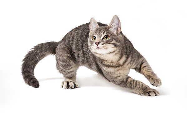 a grey and white cat standing on its hind legs