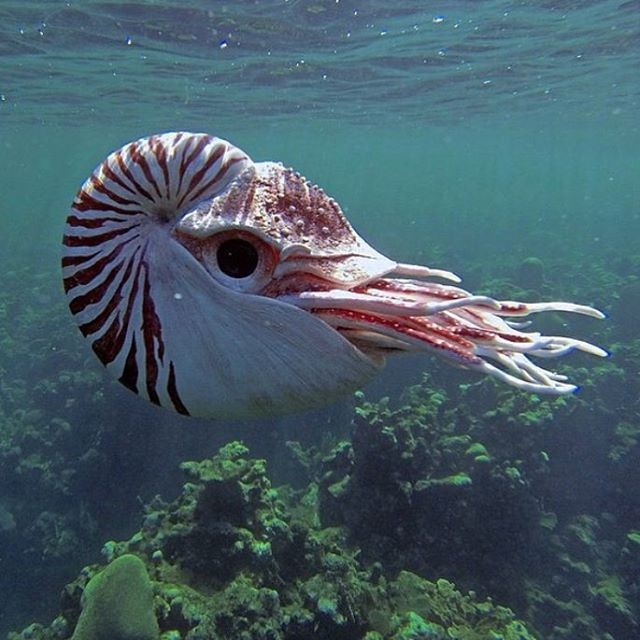 an octopus is swimming in the ocean with its head above the water's surface