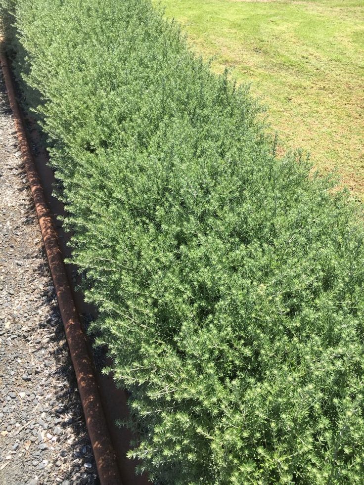 a train track next to a green bush