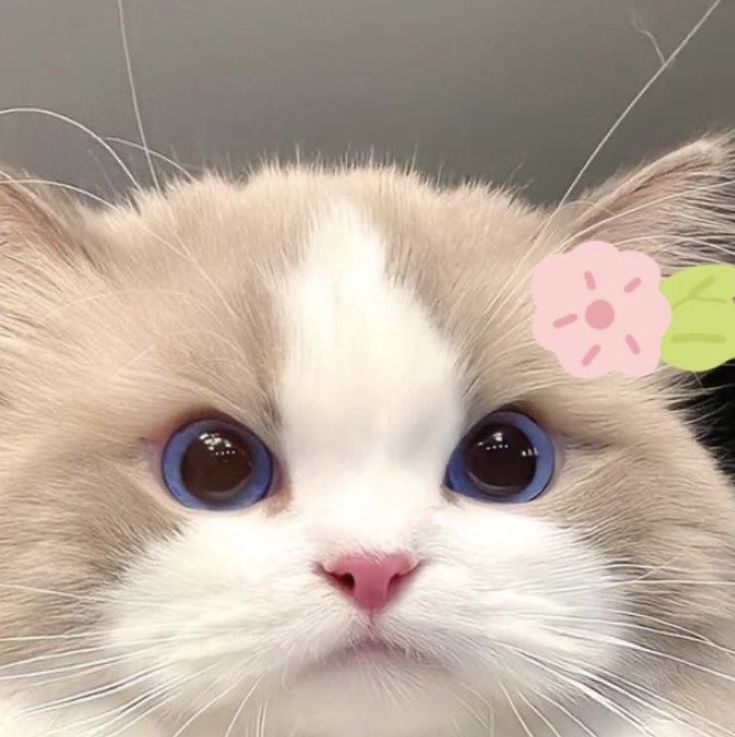 a close up of a cat with flowers on it's head