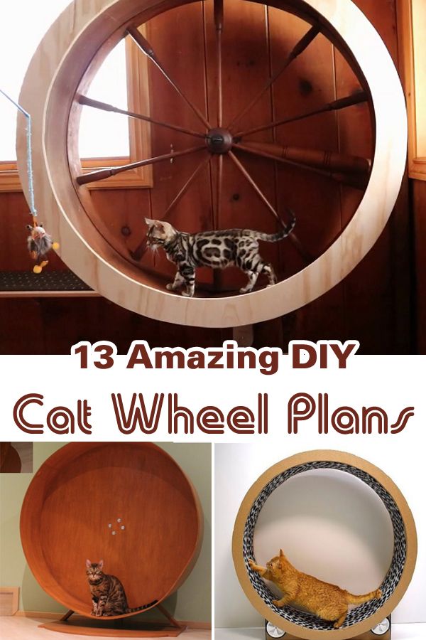 the cat wheel is made from wood and has three different pictures on it, including one with