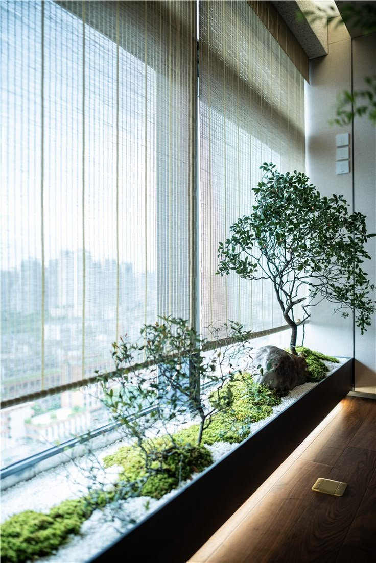 a bonsai tree is in the window sill