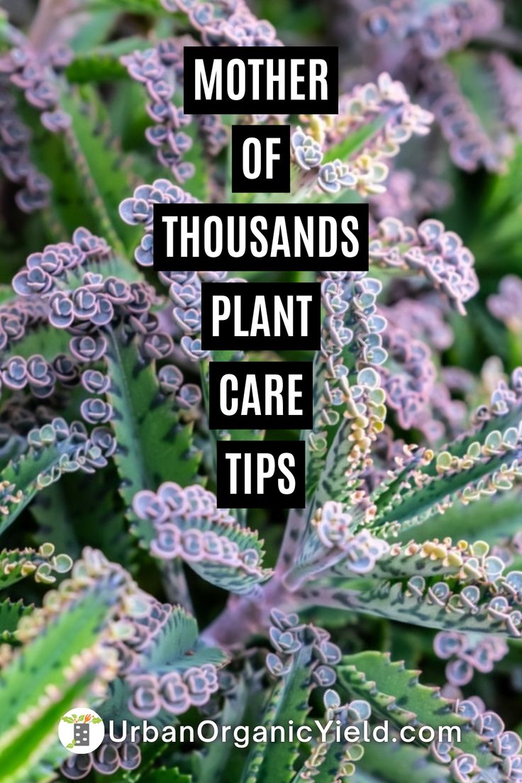 some plants with the words mother of thousands plant care tips on it and in front of them