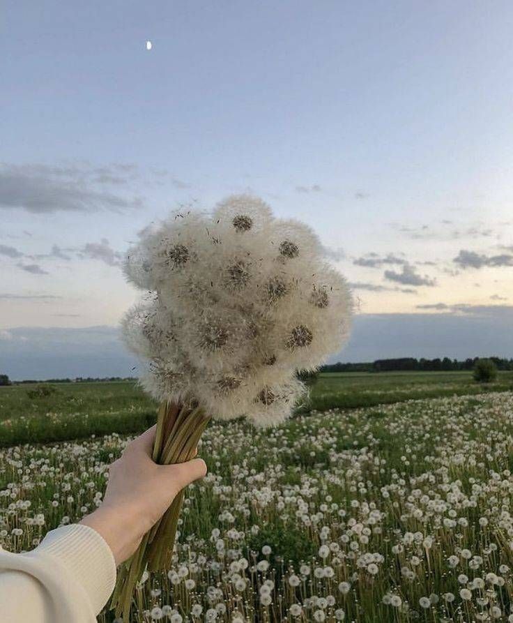 a person holding a bunch of dandelions in the middle of a grassy field