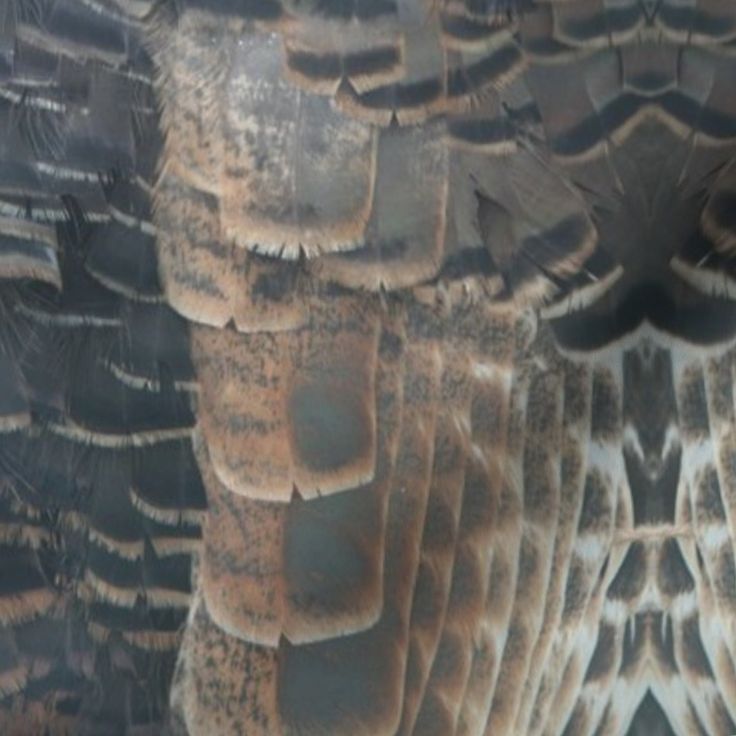 an image of the back side of a bird's head and neck with feathers all over it