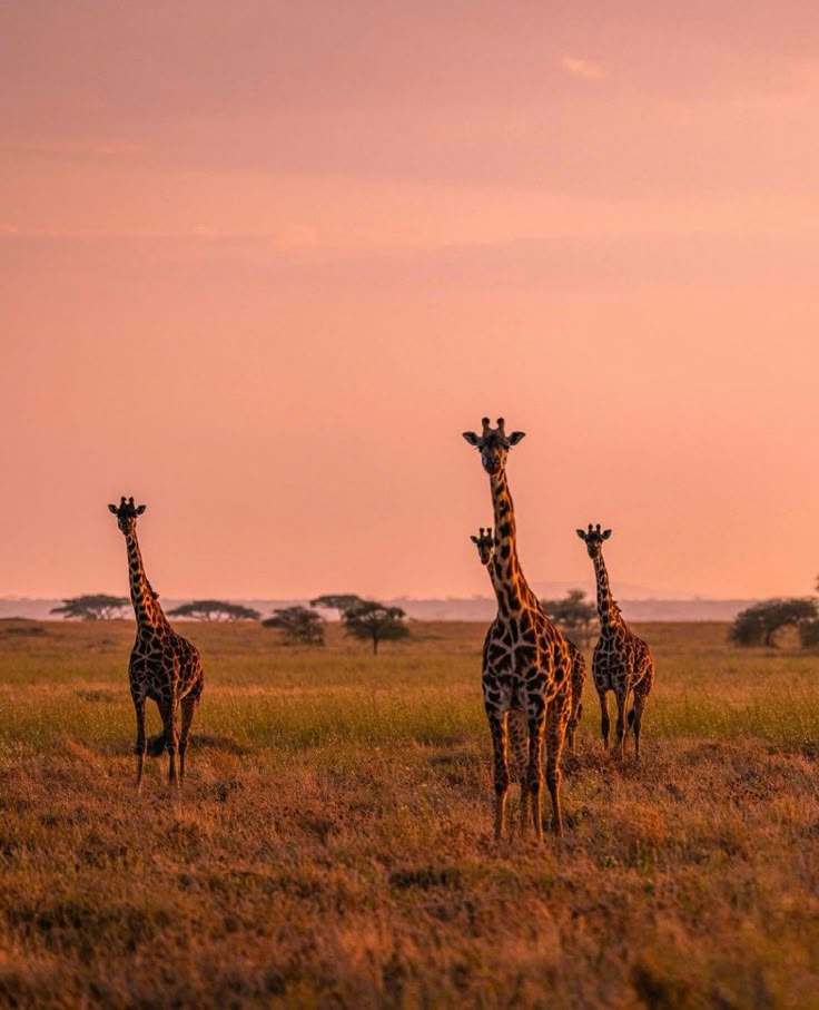 three giraffes standing in the middle of an open field at sunset or dawn