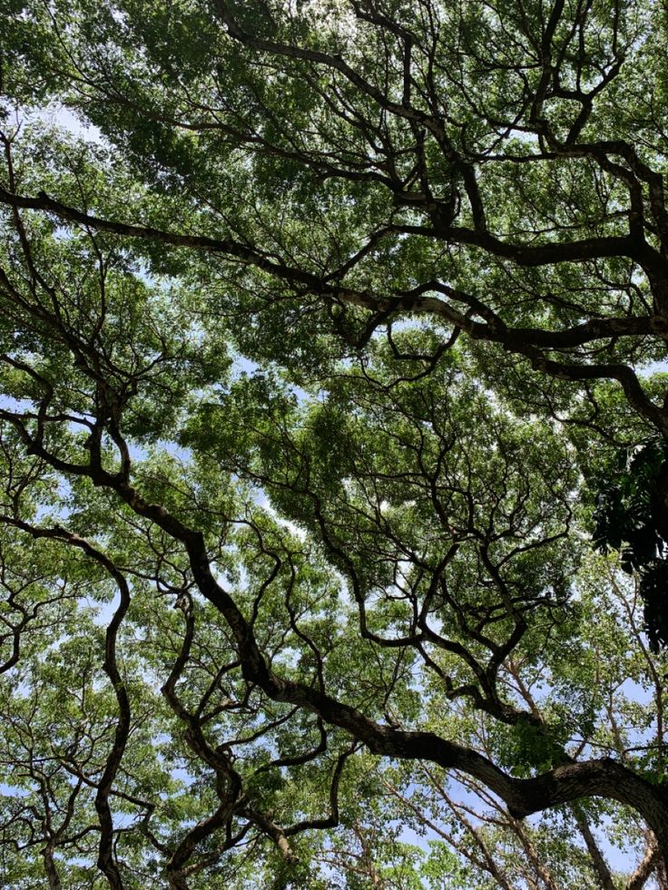 looking up at the canopy of a tree with lots of green leaves on it's branches