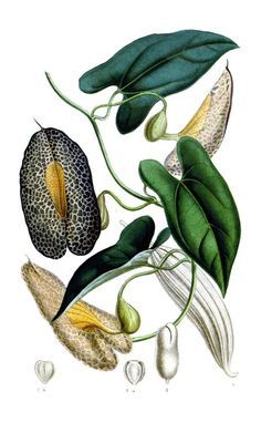 an illustration of some plants with leaves and flowers