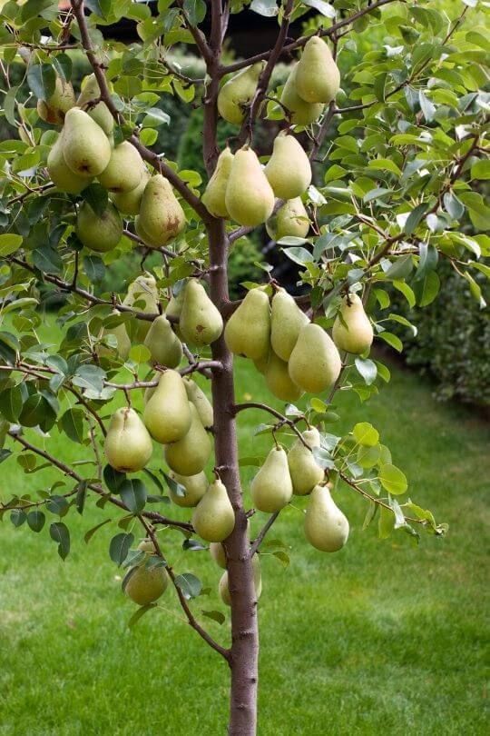 pears growing on a tree in the garden