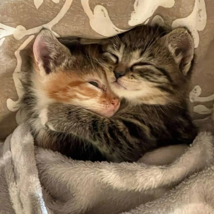 a kitten is curled up and sleeping on a blanket