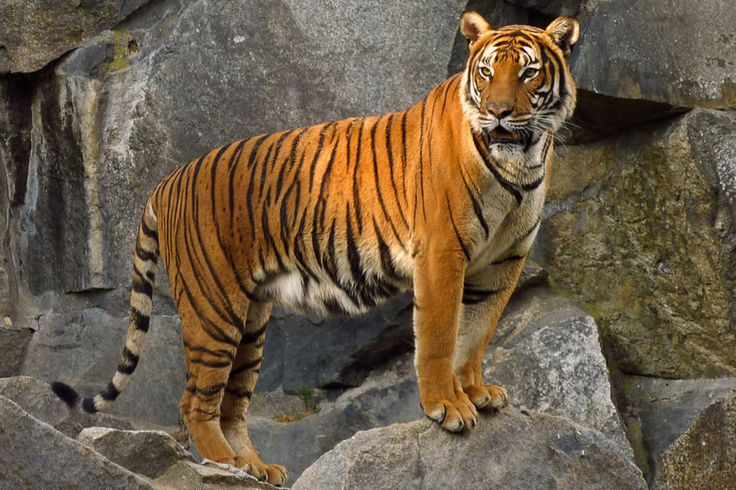 a tiger standing on top of a pile of rocks