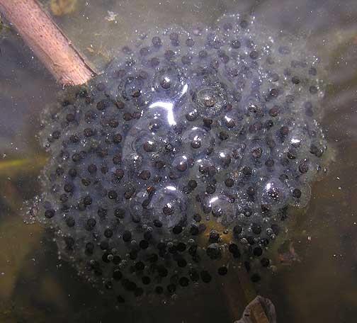 some bubbles are floating in the water