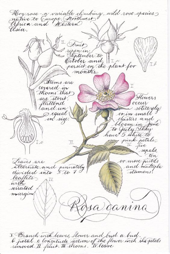 a drawing of flowers and leaves with the words romantic written in cursive writing