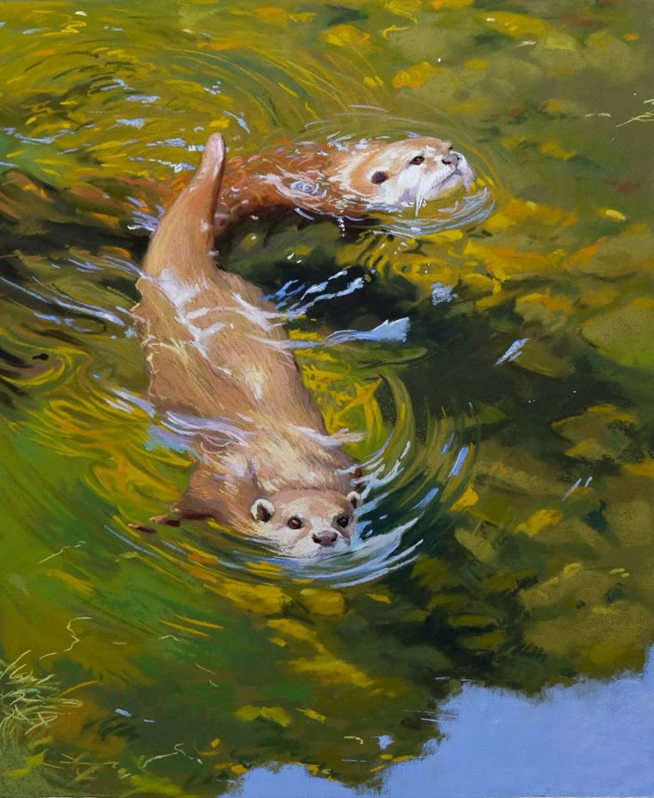 two otters swimming in the water together