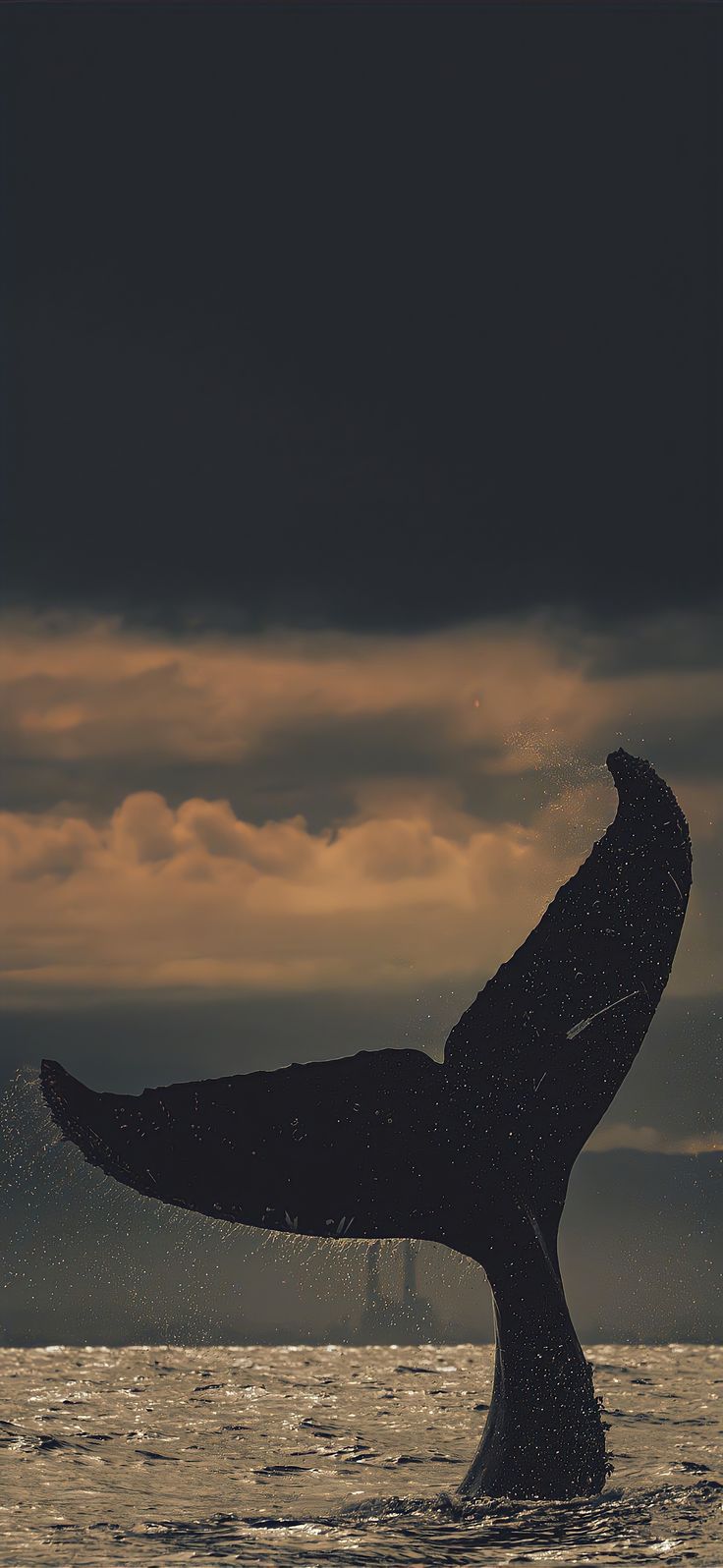 the tail of a humpback whale as it dives into the ocean at sunset