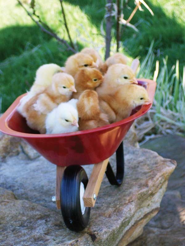 a wheelbarrow filled with stuffed animals sitting on top of a rock