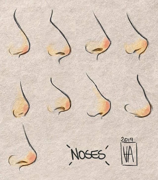 an image of different types of nose shapes