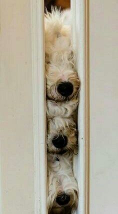 two small dogs peeking out from behind a door