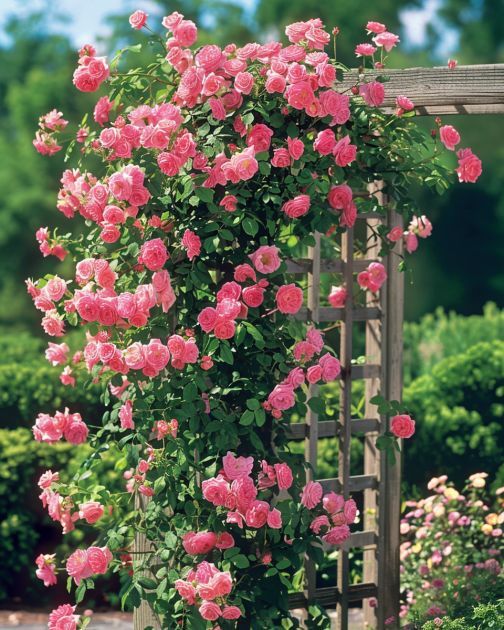 pink roses growing on the side of a wooden trellis