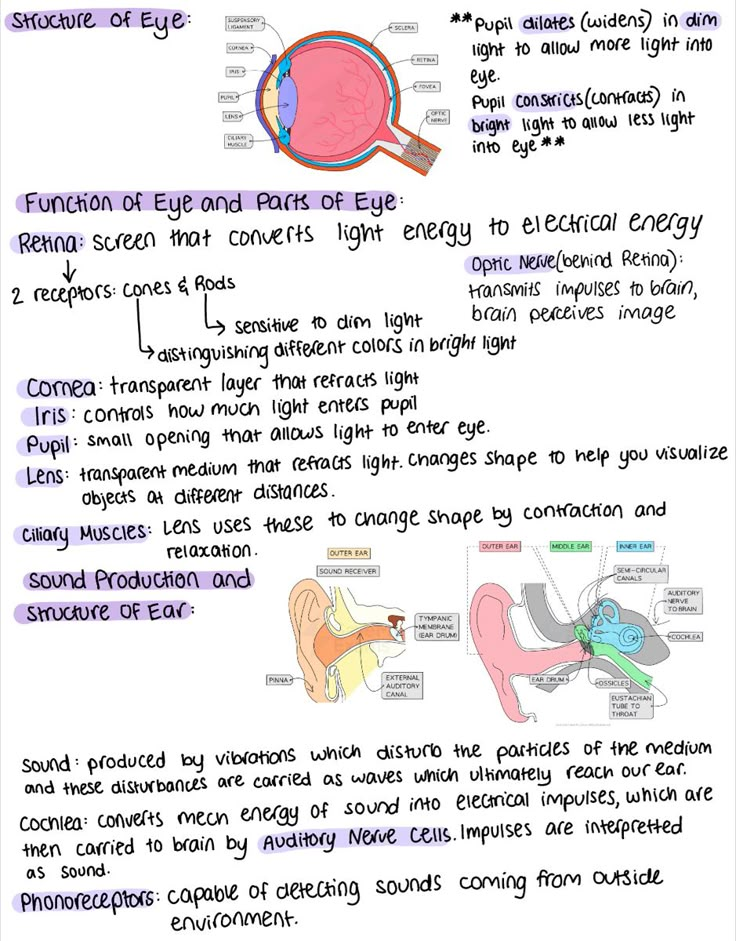 an image of the human eye and its functions