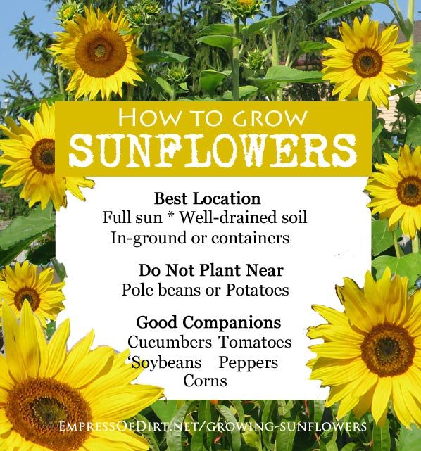 sunflowers with the words how to grow sunflowers