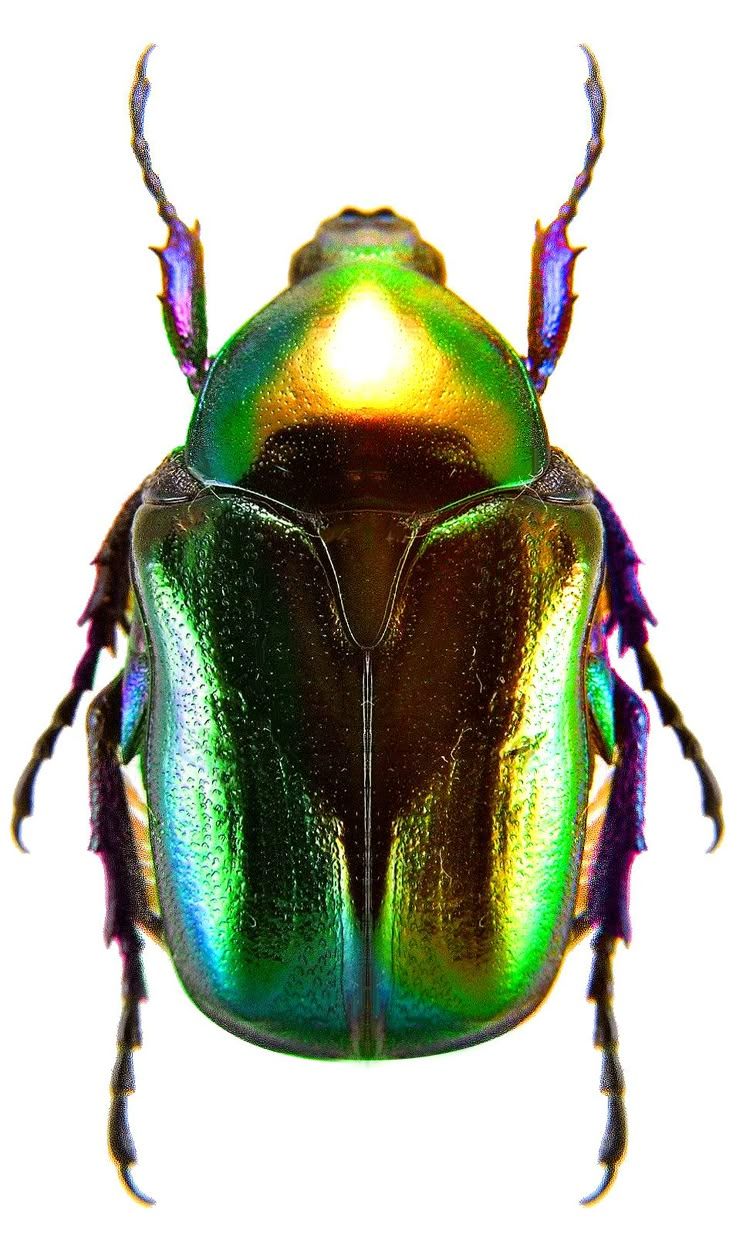 a close up of a beetle on a white background