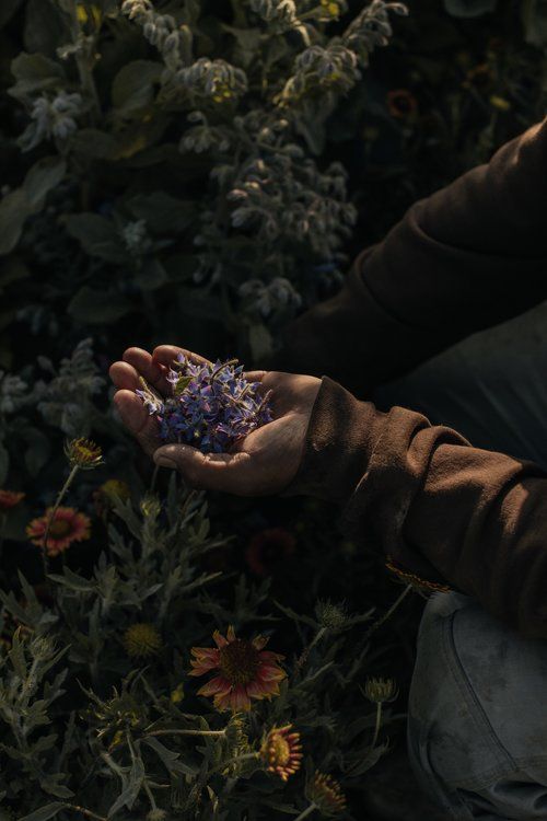 a person holding out their hands with some flowers in the foreground and bushes in the background