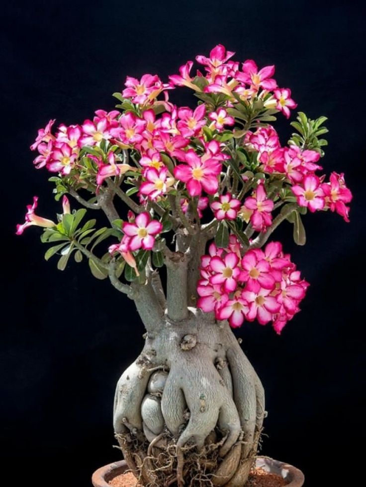 pink flowers are growing in a potted plant with roots on the bottom and below it