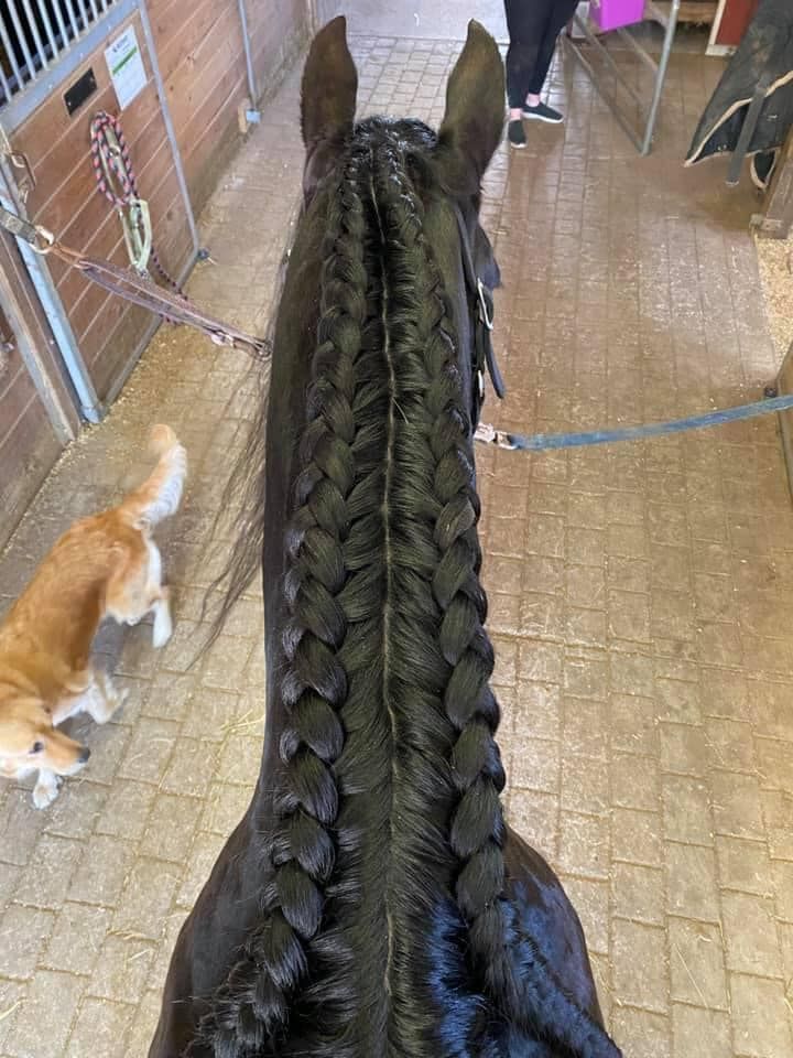 the back of a horse's head with long braids and a cat nearby