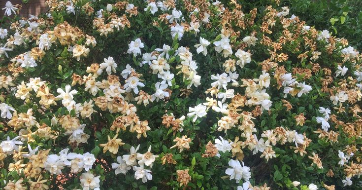 white and yellow flowers are blooming in the garden