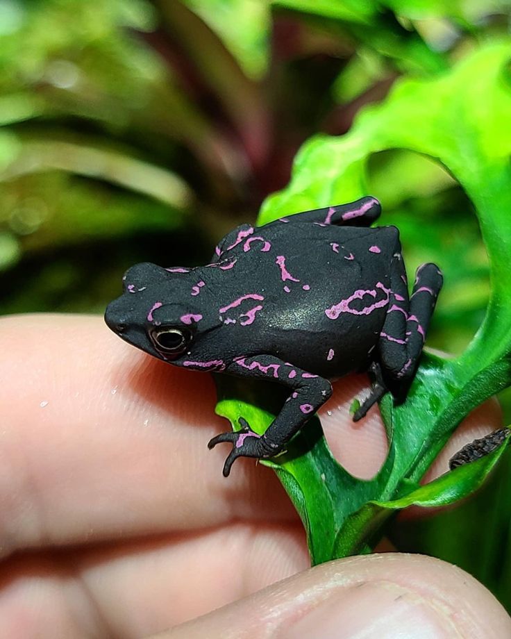 a small black and pink frog sitting on top of a green leaf