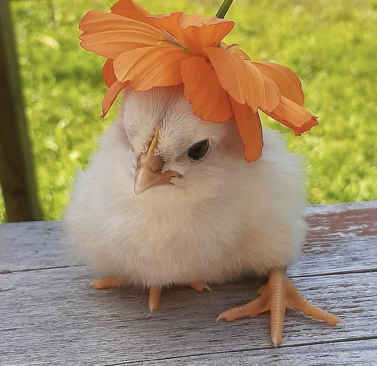 a small white chicken with an orange flower on its head sitting on a wooden table