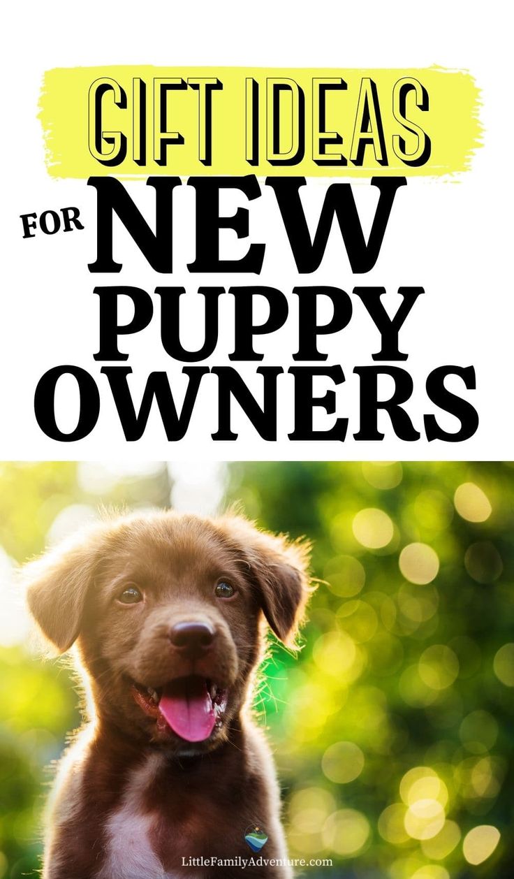 a brown dog with the title gift ideas for new puppy owners