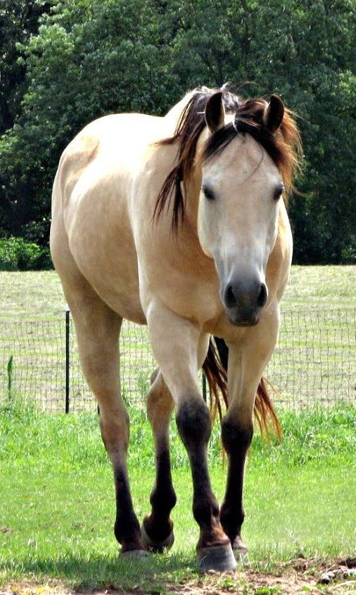 a brown horse walking across a lush green field next to a wire fence and trees