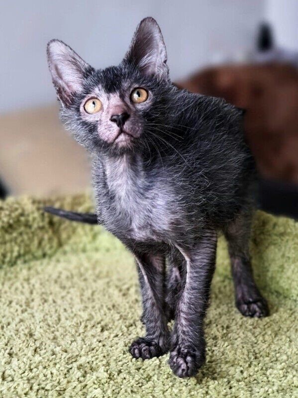 a small gray cat standing on top of a green blanket