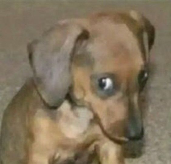 a small brown dog sitting on top of a carpet