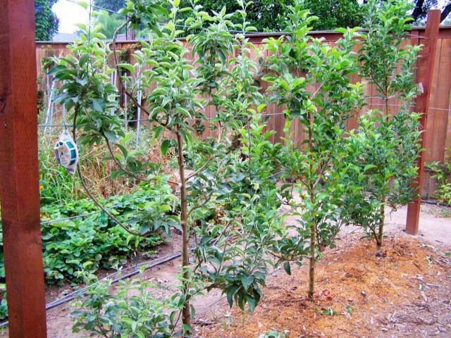 the garden is full of trees and plants