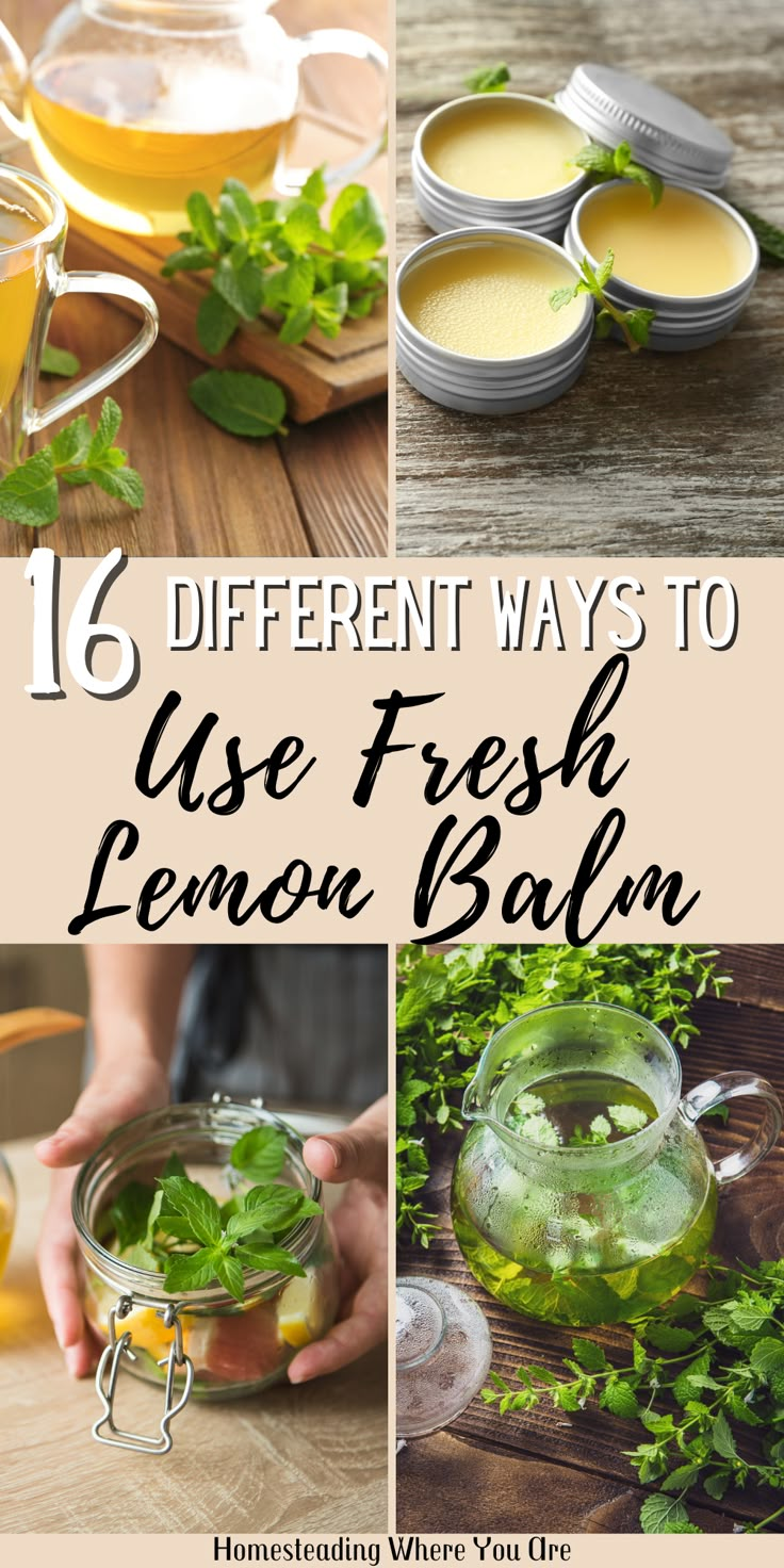 different ways to use fresh lemon balm in the kitchen and on the table with text overlay that reads 16 different ways to use fresh lemon balm