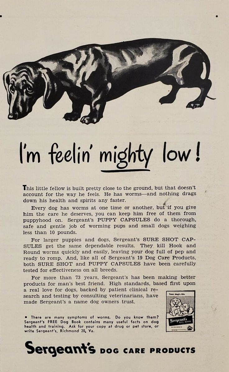 an old advertisement with a dachshund dog on it's back side