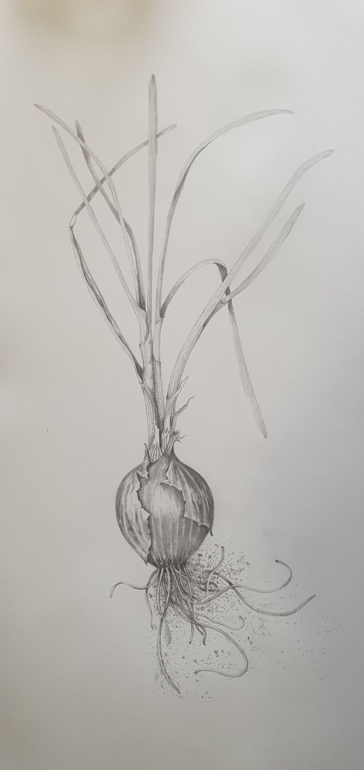 a pencil drawing of a onion and its roots