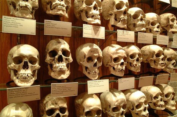 there are many skulls on display in the museum