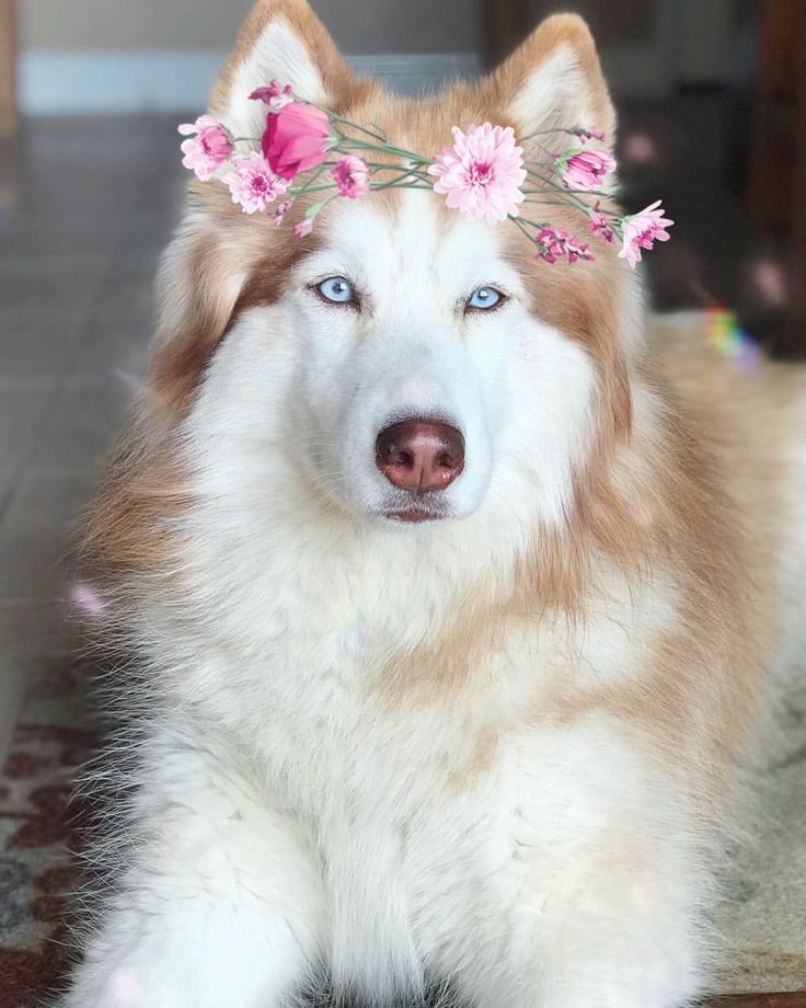 a brown and white dog with pink flowers on its head