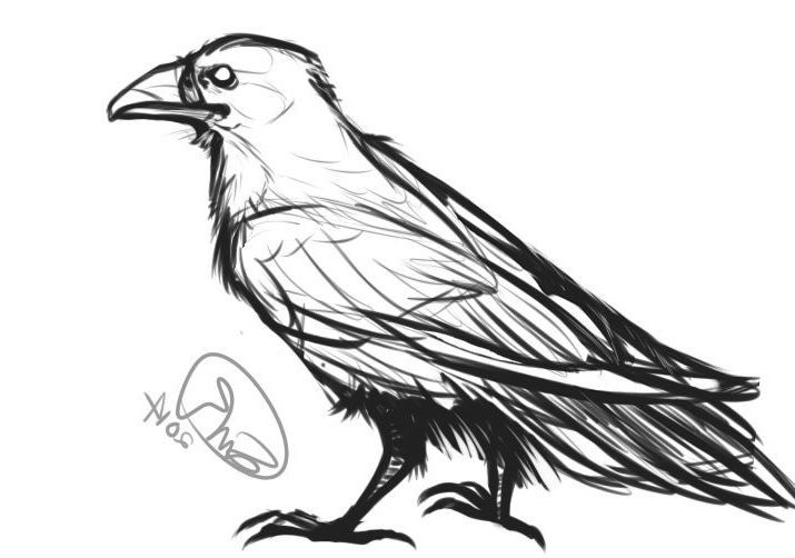 a black and white drawing of a bird