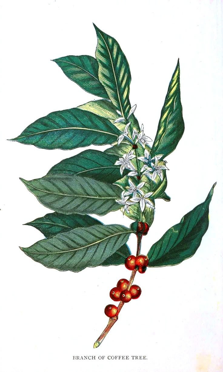 the branch of coffee tree with white flowers and green leaves is depicted in this antique print