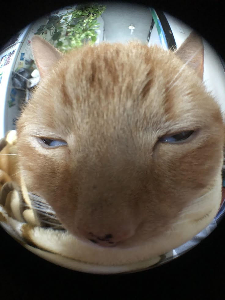 an orange cat with blue eyes looking through a magnifying glass lens on a black background