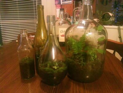 three glass vases with plants in them sitting on a table next to each other